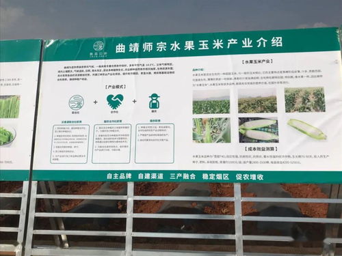 推廣有機肥改良土壤結構，云南國發助力師宗煙草綠色高質量發展